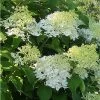 Hydrangea Paniculata Bombshell - Hortensia Paniculé