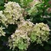 Hydrangea Paniculata Pastelgreen - Hortensia Paniculé 1 Hydrangea Paniculata Pastelgreen - Hortensia Paniculé -Plantes Séries Magasin Hydrangea paniculata Pastelgreen 82575 1