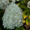 Hydrangea Paniculata Silver Dollar - Hortensia Paniculé 2 Hydrangea Paniculata Silver Dollar - Hortensia Paniculé -Plantes Séries Magasin Hydrangea paniculata silver Dollar 7866 1 1