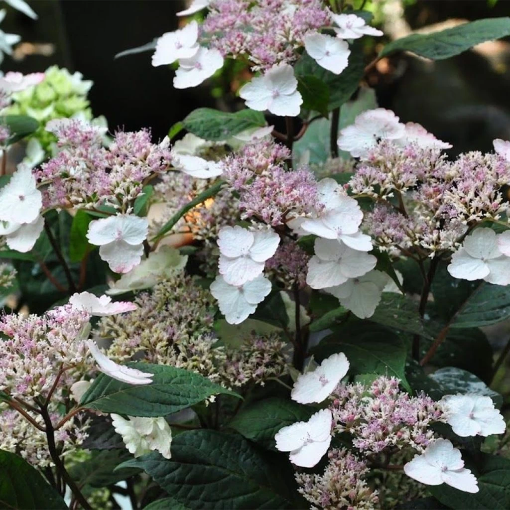 Hortensia - Hydrangea Serrata Intermedia 3 Hortensia - Hydrangea Serrata Intermedia