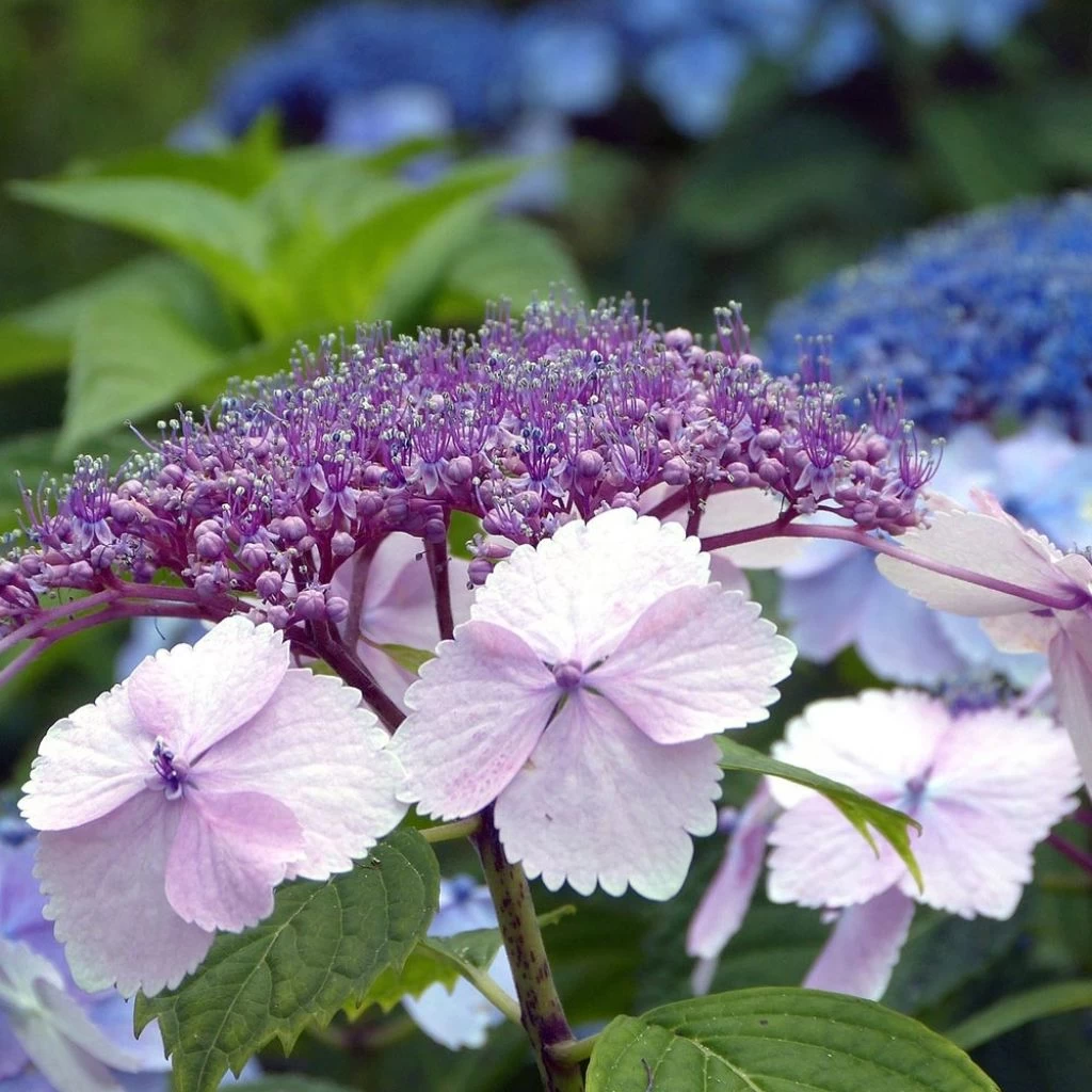 Hortensia - Hydrangea Serrata Klaveren 3 Hortensia - Hydrangea Serrata Klaveren