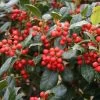 Houx D'ornement - Ilex Nellie R. Stevens -Plantes Séries Magasin Ilex Nellie R Stevens ld littlegemtrees 781638 1