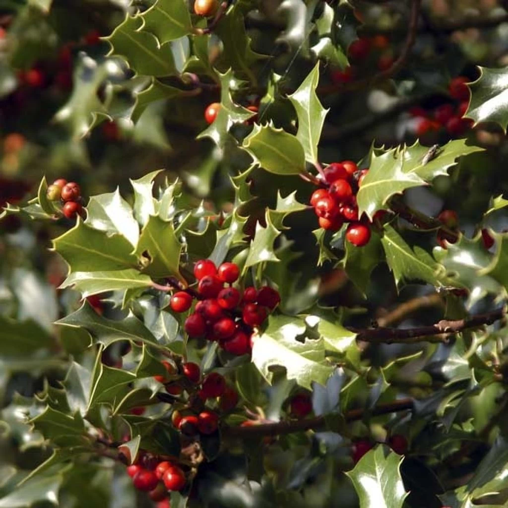 Houx Commun - Ilex Aquifolium Alaska 3 Houx Commun - Ilex Aquifolium Alaska