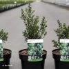 Ilex Crenata Chat'o - Houx Crénelé 2 Ilex Crenata Chat'o - Houx Crénelé -Plantes Séries Magasin Ilex crenata Chat o 87392 1