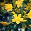 Jasmin - Jasminum Humile Revolutum