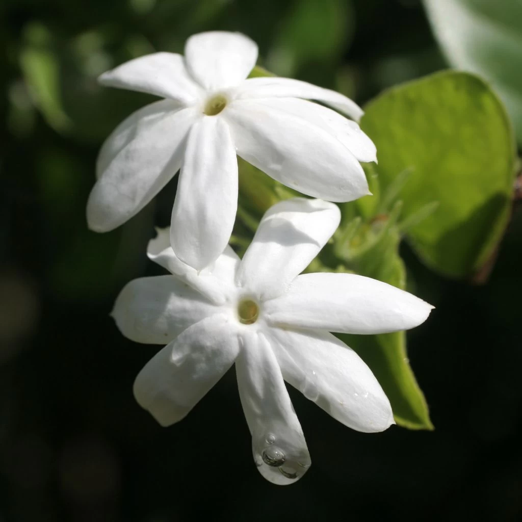 Jasmin Officinal - Jasminum Officinale Affinis 3 Jasmin Officinal - Jasminum Officinale Affinis