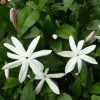 Jasmin Sauvage étoilé - Jasminum Multipartitum 2 Jasmin Sauvage étoilé - Jasminum Multipartitum -Plantes Séries Magasin Jasminum multipartitum 83641 1