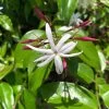 Jasminum Nitidum - Jasmin 2 Jasminum Nitidum - Jasmin -Plantes Séries Magasin Jasminum nitidum 89985 1