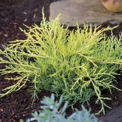 Juniperus Chinensis Golden Saucer - Genévrier Hybride