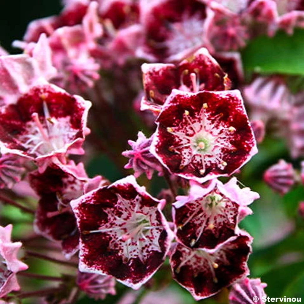 Kalmia Latifolia Bull's Eye - Laurier Des Montagnes Rouge Et Blanc 3 Kalmia Latifolia Bull's Eye - Laurier Des Montagnes Rouge Et Blanc