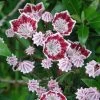 Kalmia Latifolia Galaxy - Laurier Des Montagnes 2 Kalmia Latifolia Galaxy - Laurier Des Montagnes -Plantes Séries Magasin Kalmia latifolia Galaxy Laurier des montagnes a fleurs lie de vie et blanc 16336 1