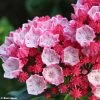 Kalmia Latifolia Olympic Fire - Laurier Des Montagnes Rose Vif Et Blanc 1 Kalmia Latifolia Olympic Fire - Laurier Des Montagnes Rose Vif Et Blanc -Plantes Séries Magasin Kalmia latifolia Olympic Fire 781983 1