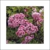 Kalmia Latifolia Otsbo Red - Laurier Des Montagnes Rouge Et Rose Vif. 2 Kalmia Latifolia Otsbo Red - Laurier Des Montagnes Rouge Et Rose Vif. -Plantes Séries Magasin Kalmia latifolia Ostbo Red 83153 1