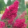 Lagerstroemia Indica Summer Charm Tonto - Lilas Des Indes 2 Lagerstroemia Indica Summer Charm Tonto - Lilas Des Indes -Plantes Séries Magasin LAGERSTROEMIA TONTO 781738 1