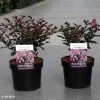 Lagerstroemia Indica Coral Magic - Lilas Des Indes 2 Lagerstroemia Indica Coral Magic - Lilas Des Indes -Plantes Séries Magasin Lagerstroemia indica Coral Magic 87394 1