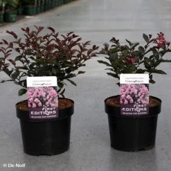 Lagerstroemia Indica Coral Magic - Lilas Des Indes