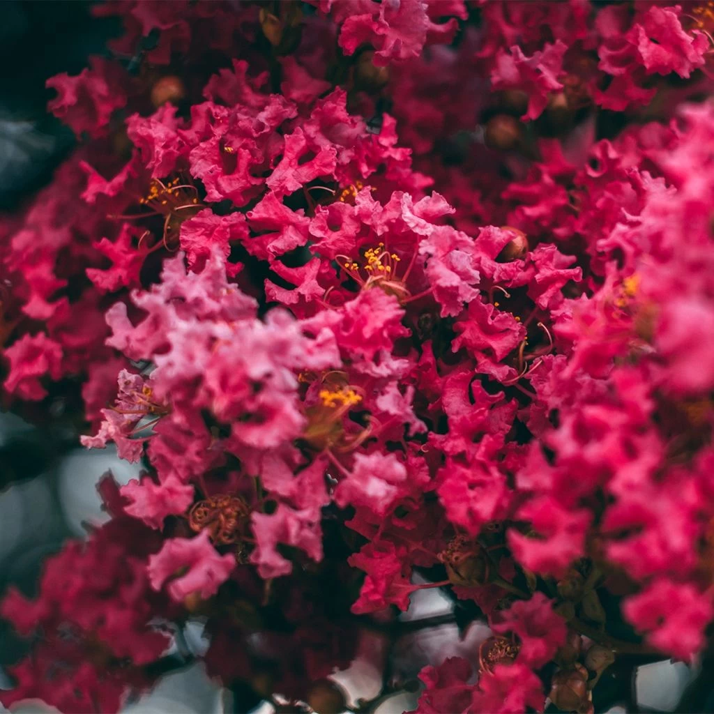 Lilas Des Indes - Lagerstroemia Indica Midnight Magic 3 Lilas Des Indes - Lagerstroemia Indica Midnight Magic