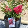 Lagerstroemia Indica Terrasse Rouge - Lilas Des Indes 1 Lagerstroemia Indica Terrasse Rouge - Lilas Des Indes -Plantes Séries Magasin Lagerstroemia indica Terrasse Rouge 87451 1