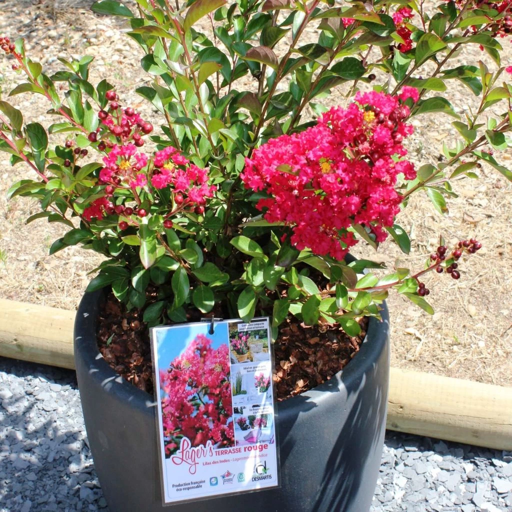 Lagerstroemia Indica Terrasse Rouge - Lilas Des Indes 3 Lagerstroemia Indica Terrasse Rouge - Lilas Des Indes