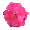 Laurier Rose Double Roseum Plenum - Nerium Oleander 2 Laurier Rose Double Roseum Plenum - Nerium Oleander -Plantes Séries Magasin Laurier rose Roseum Plenum 87052 1