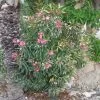 Laurier Rose Variegata - Nerium Oleander 2 Laurier Rose Variegata - Nerium Oleander -Plantes Séries Magasin Laurier rose Variegata 87059 1