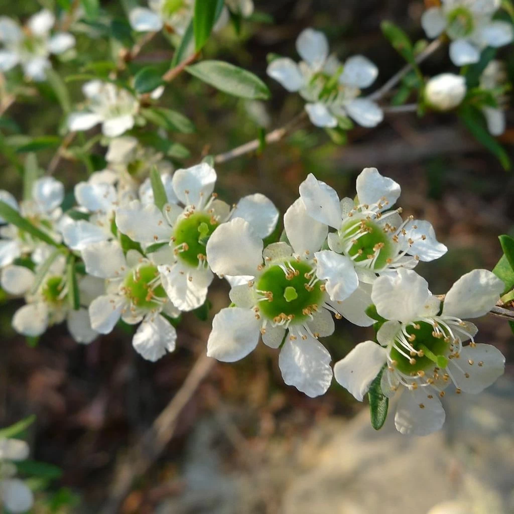 Leptospermum Karo Silver Ice - Arbre à Thé 3 Leptospermum Karo Silver Ice - Arbre à Thé