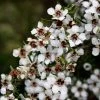 Leptospermum Scoparium Blanc