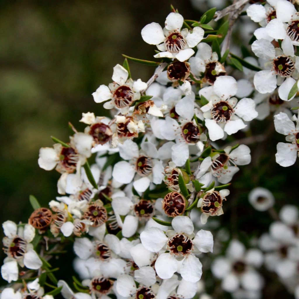 Leptospermum Scoparium Blanc 3 Leptospermum Scoparium Blanc