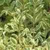Ligustrum Ibota Musli - Troène