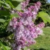 Lilas Commun - Syringa Vulgaris Kindy Rose