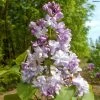 Lilas Commun - Syringa Vulgaris Konchalovskii -Plantes Séries Magasin Lilas commun Syringa vulgaris Konchalovskii LD 1008742 1