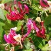 Chèvrefeuille Grimpant - Lonicera Periclymenum Fragrant Cloud® -Plantes Séries Magasin Lonicera Fragrant Cloud 681453 1