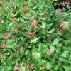 Lonicera (x) Brownii - Chèvrefeuille Grimpant De Brown -Plantes Séries Magasin Lonicera x brownii 89989 1