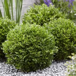 Lonicera Nitida Garden Clouds Green Breeze - Chèvrefeuille Arbustif