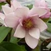 Magnolia Fairy Blush - Michelia Hybride -Plantes Séries Magasin Magnolia Fairy Blush 0536 1