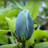 Magnolia Acuminata Blue Baby 2 Magnolia Acuminata Blue Baby -Plantes Séries Magasin Magnolia acuminata Blue Baby IF 17923 1