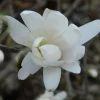 Magnolia Denudata Double Diamond - Magnolia Yulan 2 Magnolia Denudata Double Diamond - Magnolia Yulan -Plantes Séries Magasin Magnolia denudata Double Diamond 781969 1