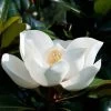 Magnolia Persistant D.d. Blanchard - Magnolias Grandiflora -Plantes Séries Magasin Magnolia persistant Dd blanchard 85742 1