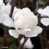Magnolia Loebneri Wildcat -Plantes Séries Magasin Magnolia x loebneri Wildcat 87397 1