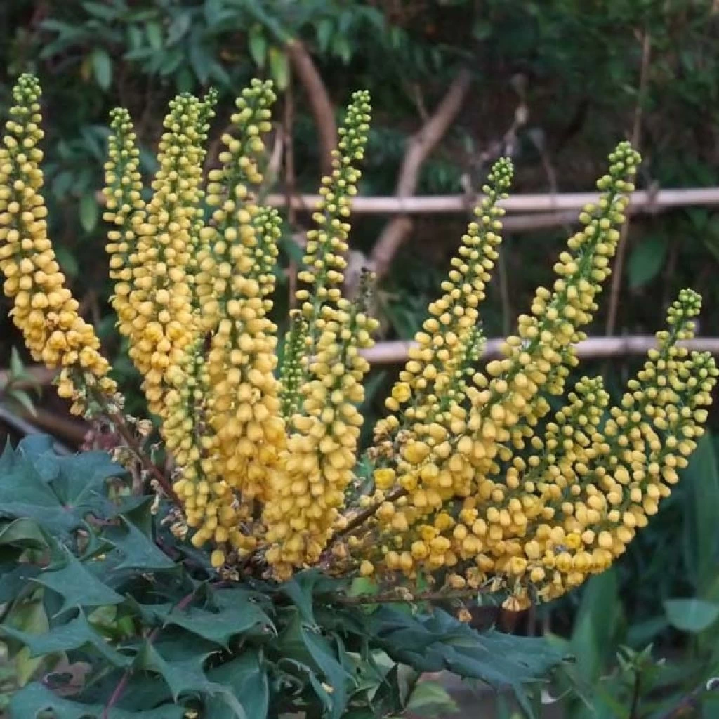 Mahonia (x) Media Charity 3 Mahonia (x) Media Charity