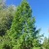 Metasequoia Glyptostroboides -Plantes Séries Magasin Metasequoia glyptostroboides 84180 1
