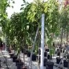 Morus Alba Pendula - Mûrier Blanc Pleureur -Plantes Séries Magasin Morus alba Pendula 87299 1