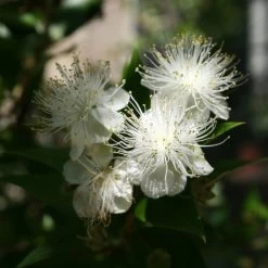 Myrtus Communis - Myrte Commun