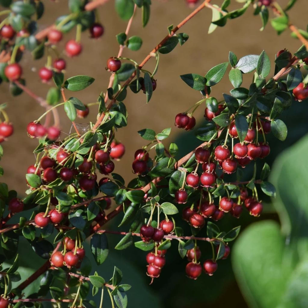 Myrtus Ugni 3 Myrtus Ugni