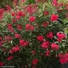 Laurier Rose - Nerium Oleander Rouge Double
