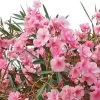 Laurier Rose - Nerium Oleander -Plantes Séries Magasin Nerium oleander pot de 3L 83379 1