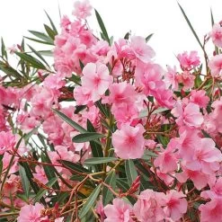 Laurier Rose - Nerium Oleander