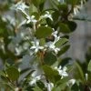 Osmanthus Heaven Scent - Osmanthe -Plantes Séries Magasin Osmanthus Heaven Scent IF 8884023 1