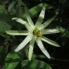 Passiflora Mucronata - Fleur De La Passion -Plantes Séries Magasin Passiflora mucronata 87021 1