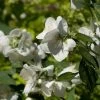 Seringat Des Jardins - Philadelphus Innocence